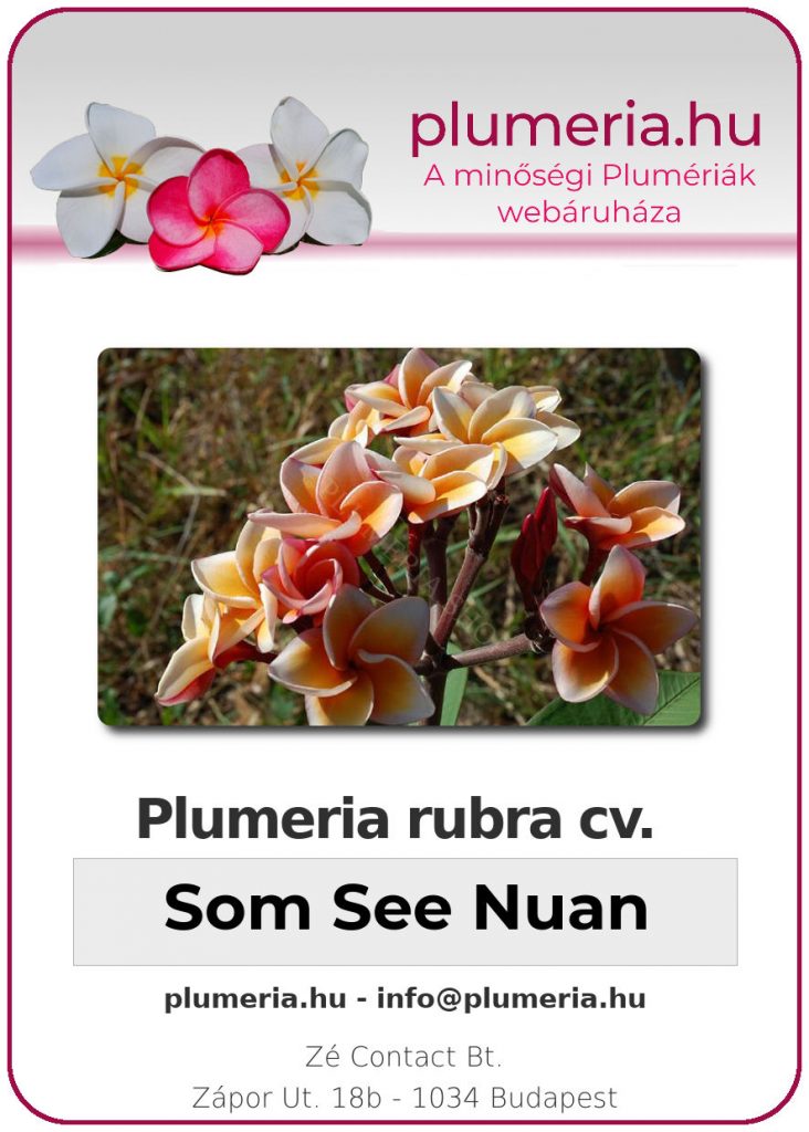 Plumeria rubra "Som See Nuan" - kopasz gyökér