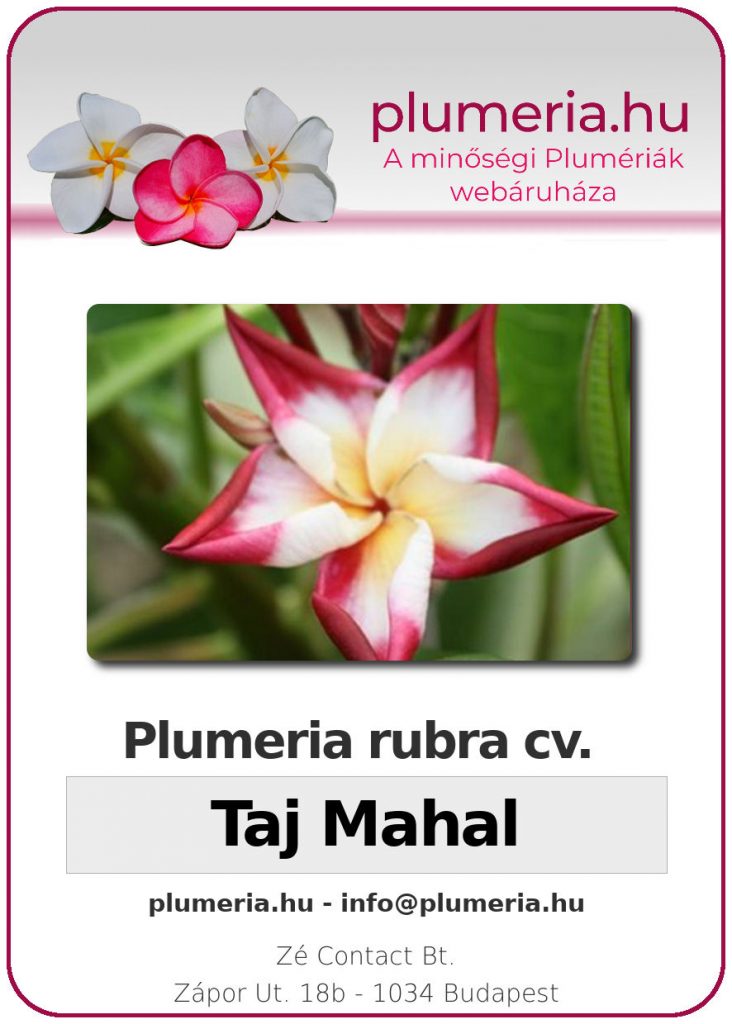 Plumeria rubra "Taj Mahal" - dugvány