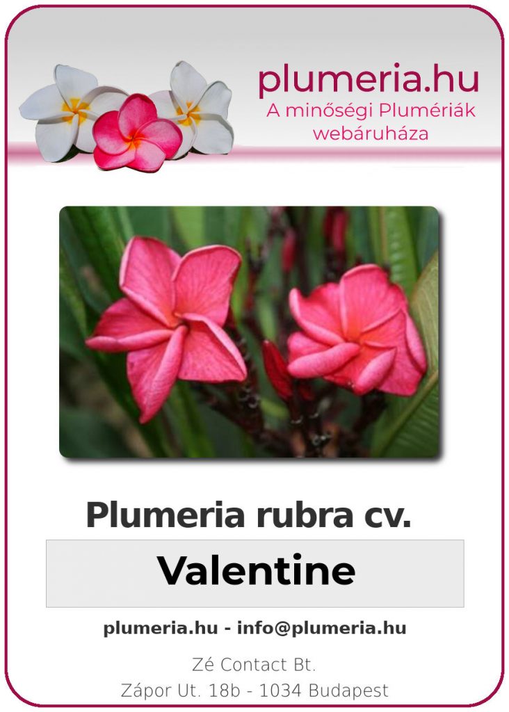 Plumeria rubra "Valentine" - dugvány