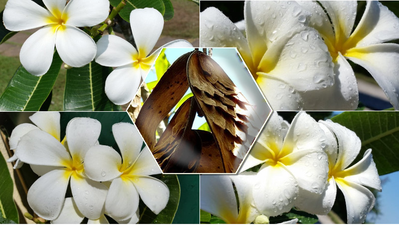 Plumeria obtusa "Singapore White"