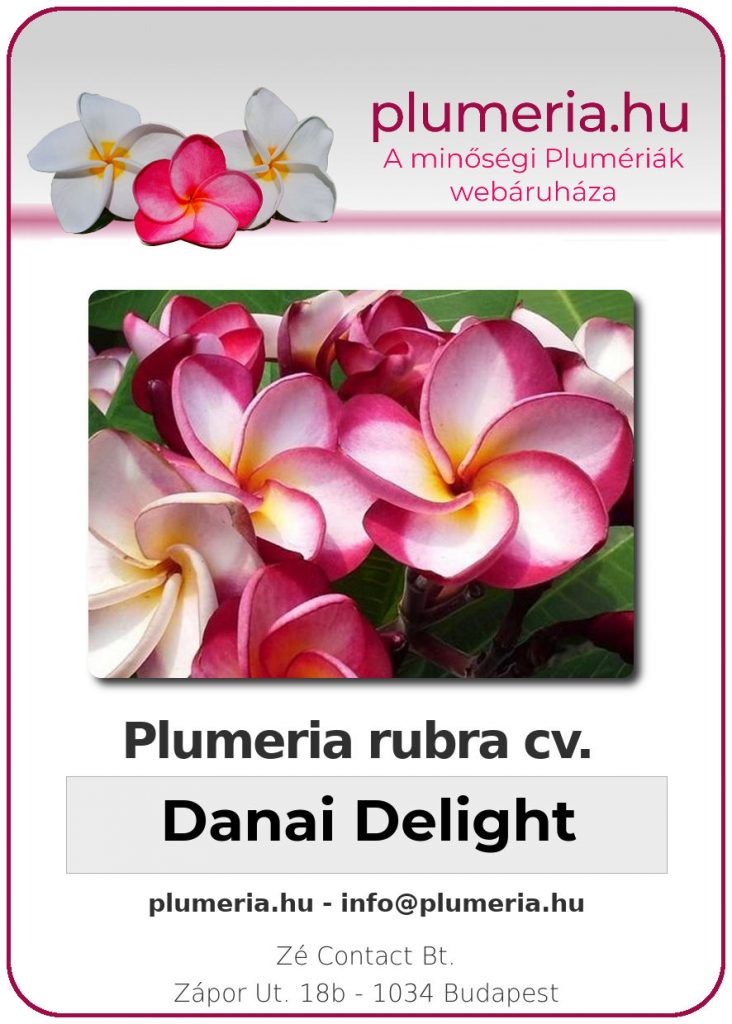 Plumeria rubra "Danai Delight"