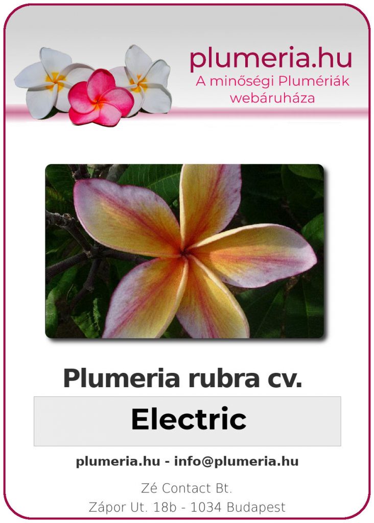 Plumeria rubra "Electric"