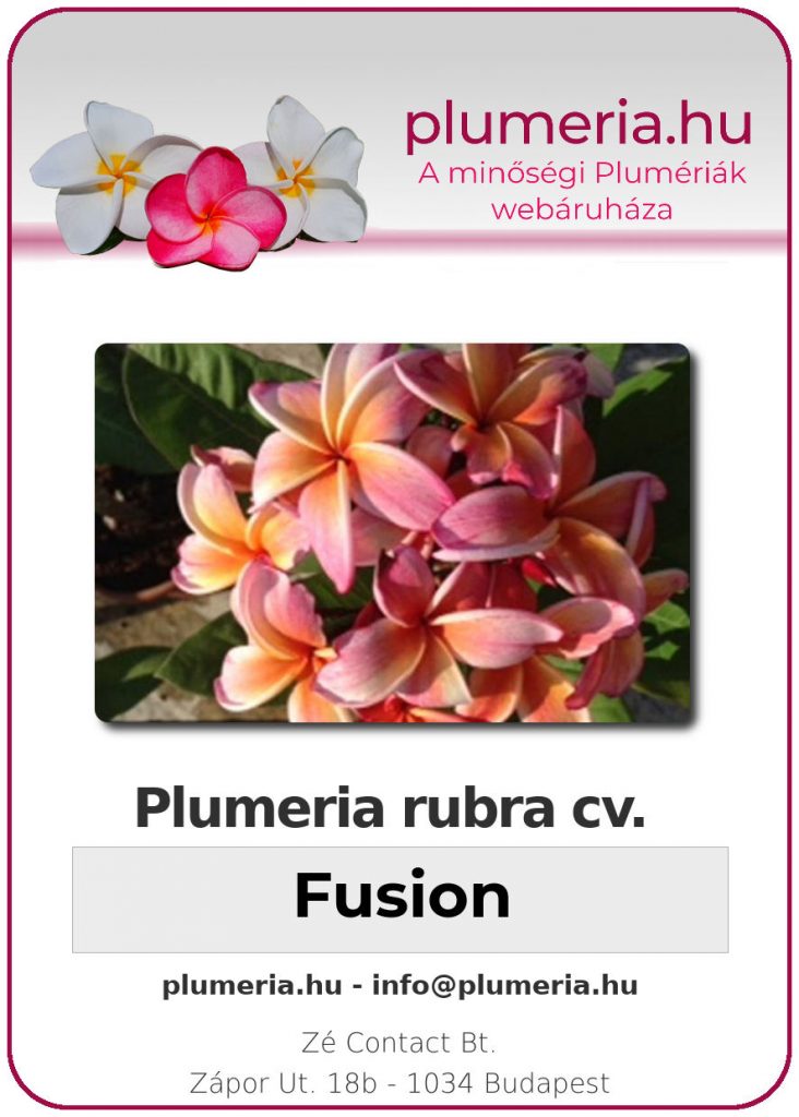 Plumeria rubra "Fusion"