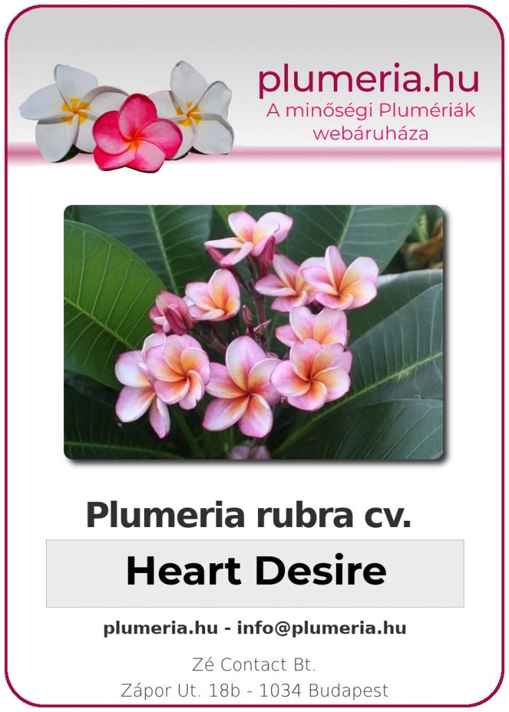 Plumeria rubra "Heart Desire" - dugvány