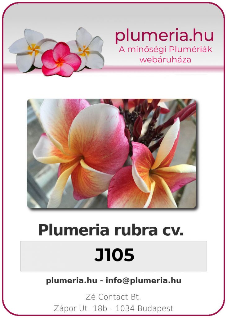 Plumeria rubra "J105"