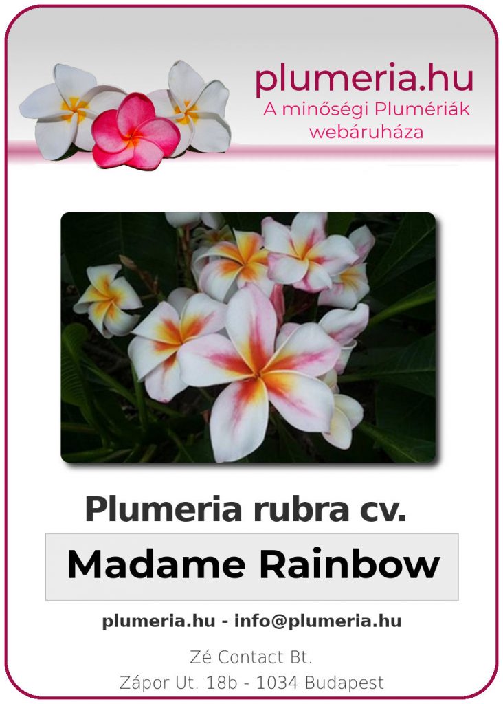 Plumeria rubra "Madame Rainbow"