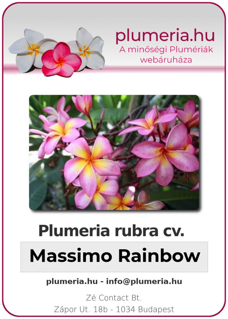 Plumeria rubra "Massimo Rainbow"