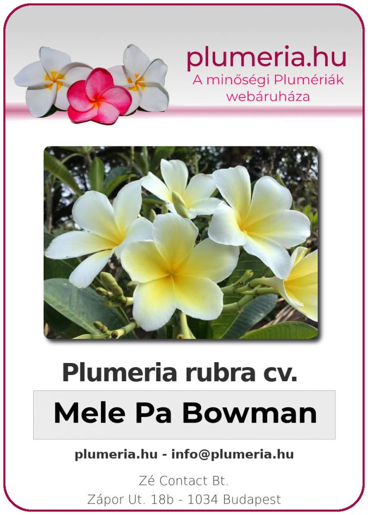 Plumeria obtusa "Mele Pa Bowman" aka "Singapore Yellow"