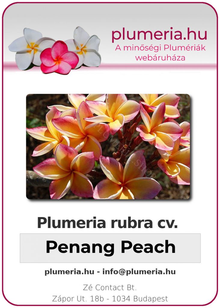 Plumeria rubra "Penang Peach"