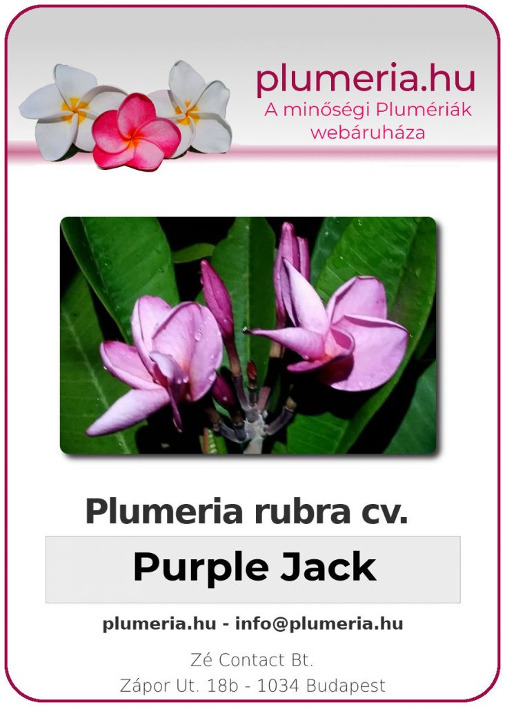 Plumeria rubra "Purple Jack"