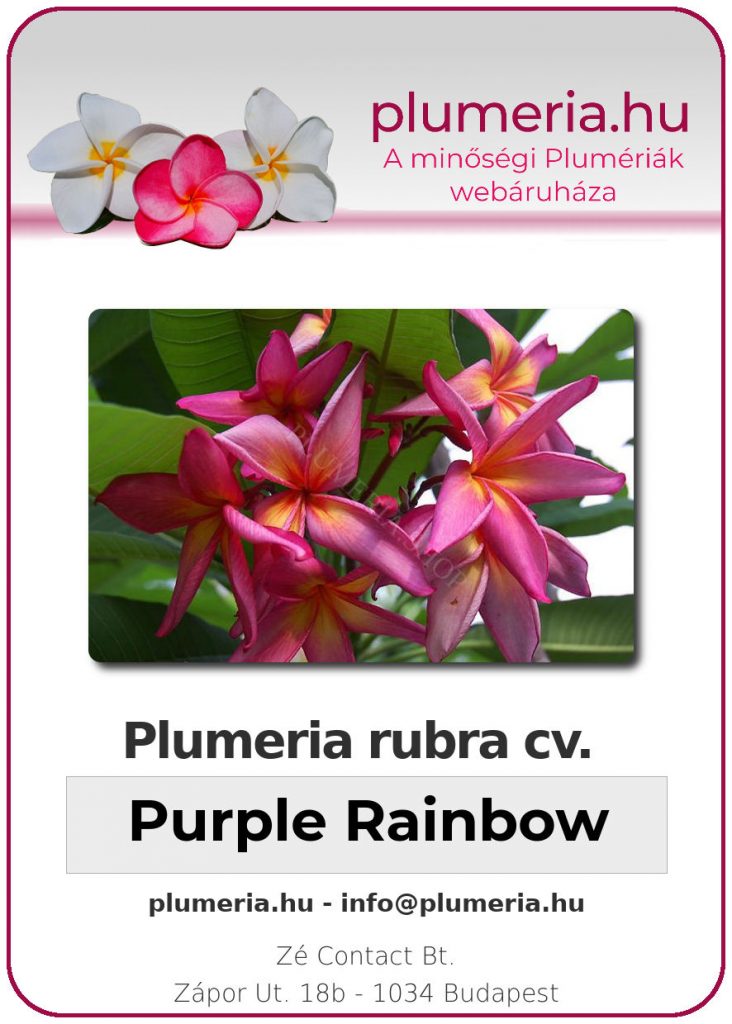 Plumeria rubra "Purple Rainbow"