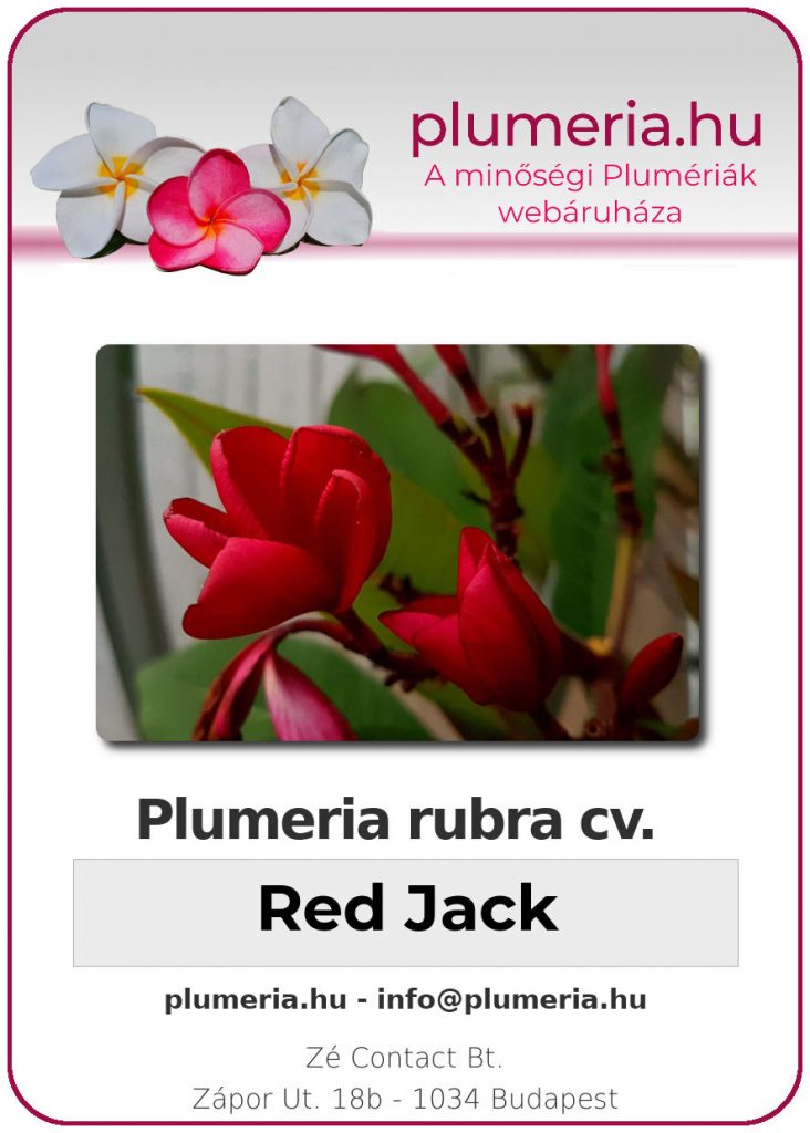 Plumeria rubra "Red Jack"