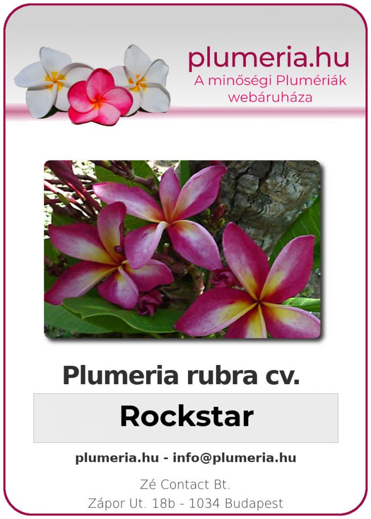 Plumeria rubra "Rockstar"