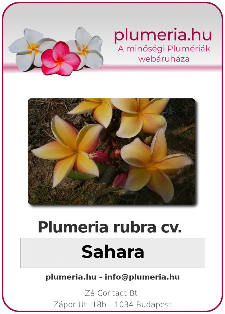 Plumeria rubra "Sahara"