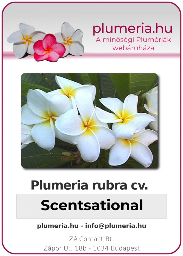 Plumeria rubra "Scentsational"