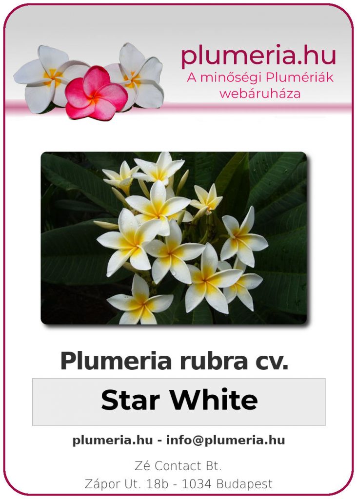 Plumeria rubra "Star White"