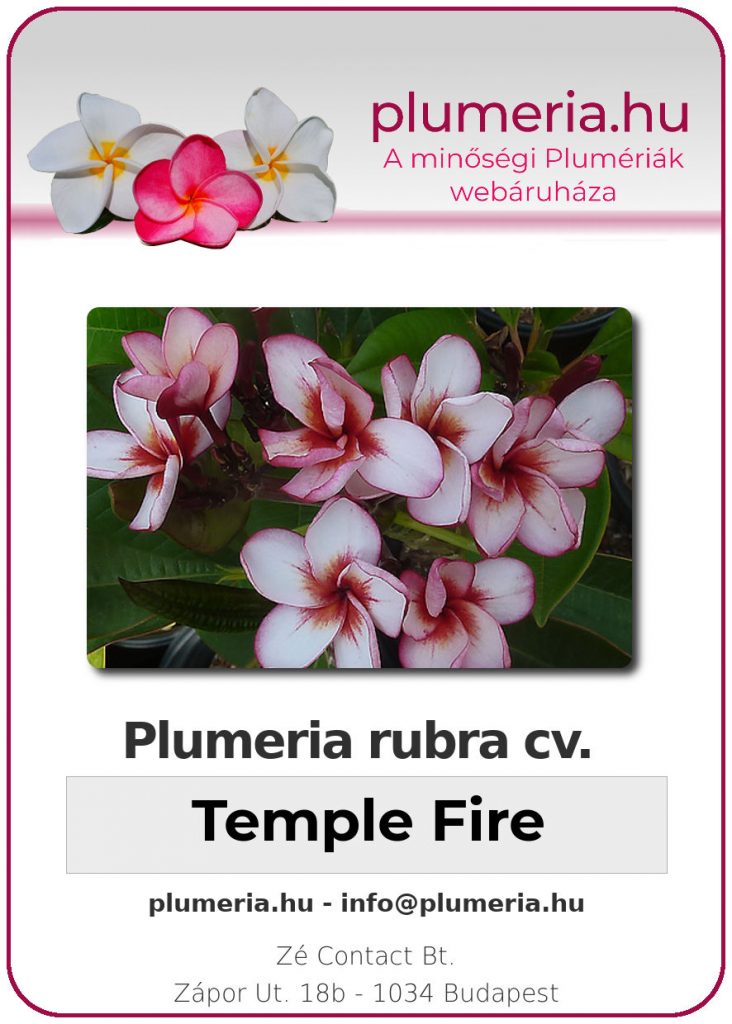 Plumeria rubra "Temple Fire"