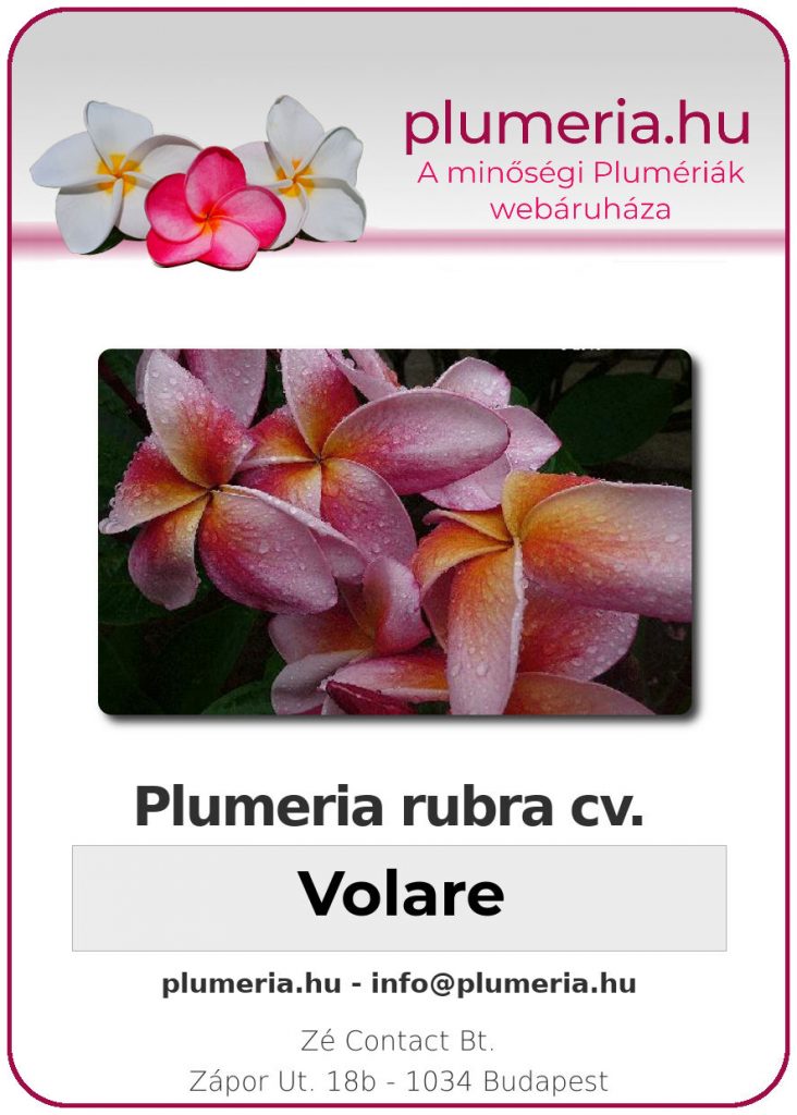 Plumeria rubra "Volare"