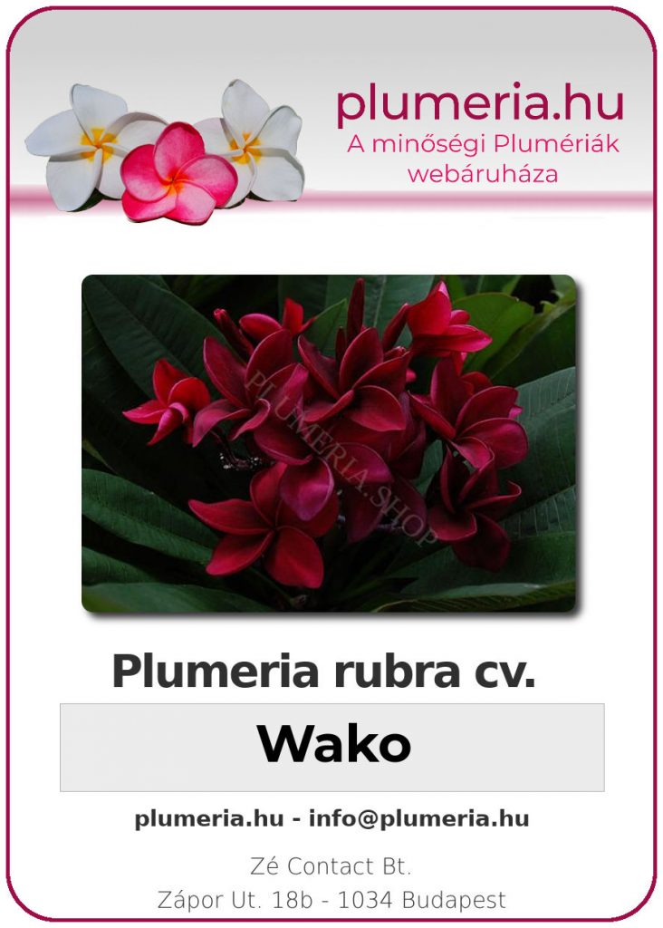 Plumeria rubra "Wako" - dugvány