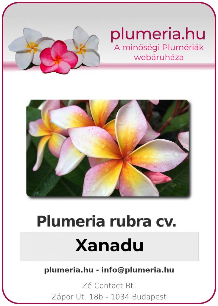 Plumeria rubra "Xanadu"