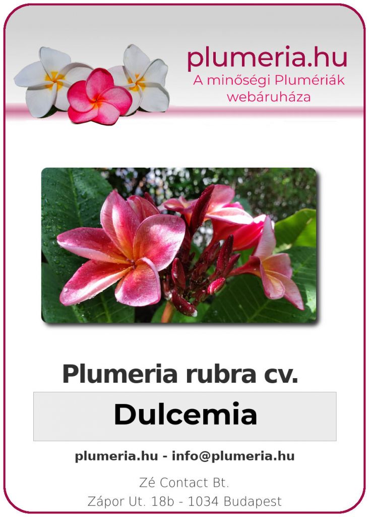 Plumeria rubra "Dulcemia"