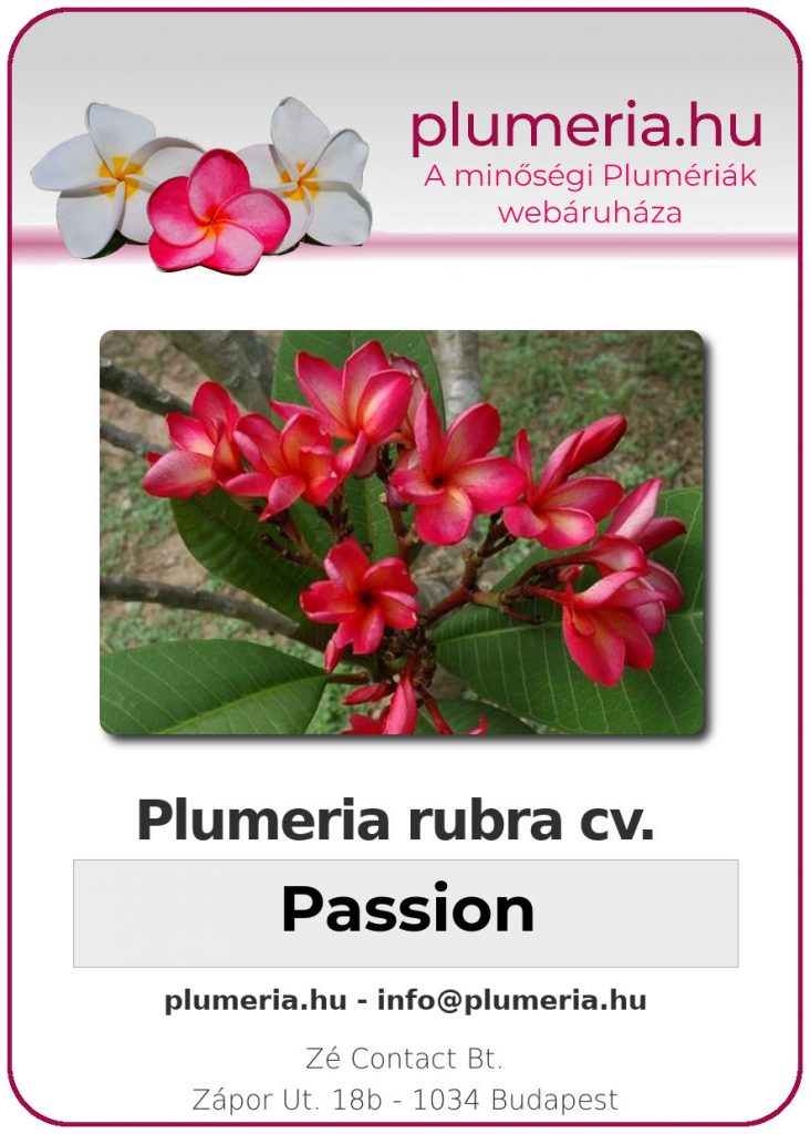Plumeria rubra "Passion"