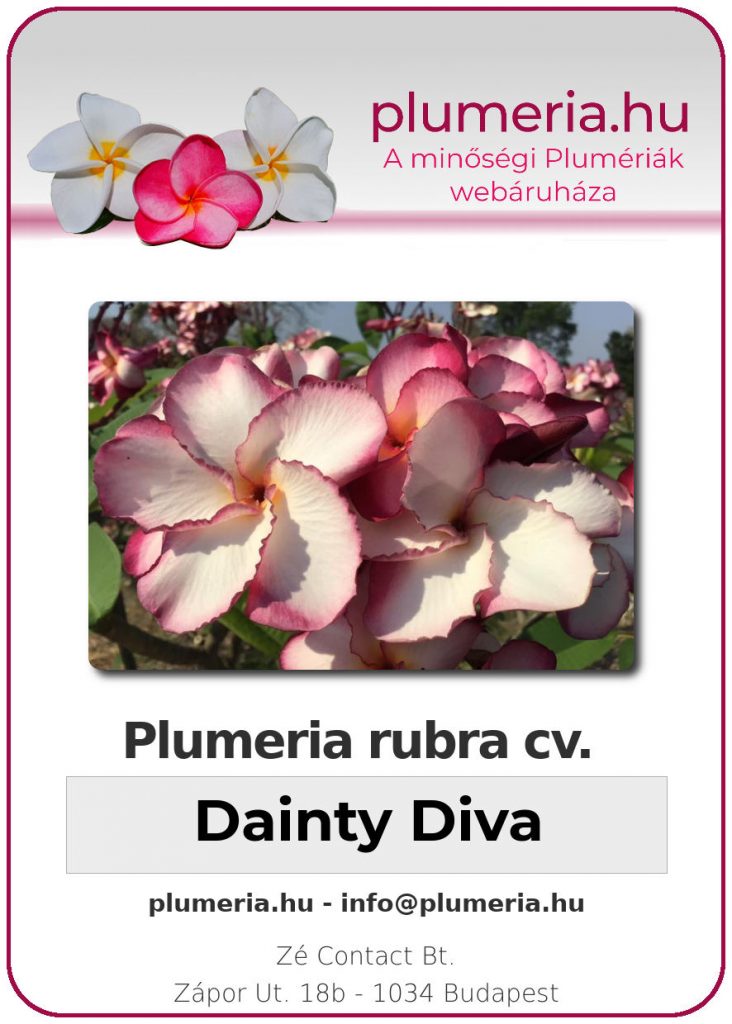 Plumeria rubra "Dainty Diva"