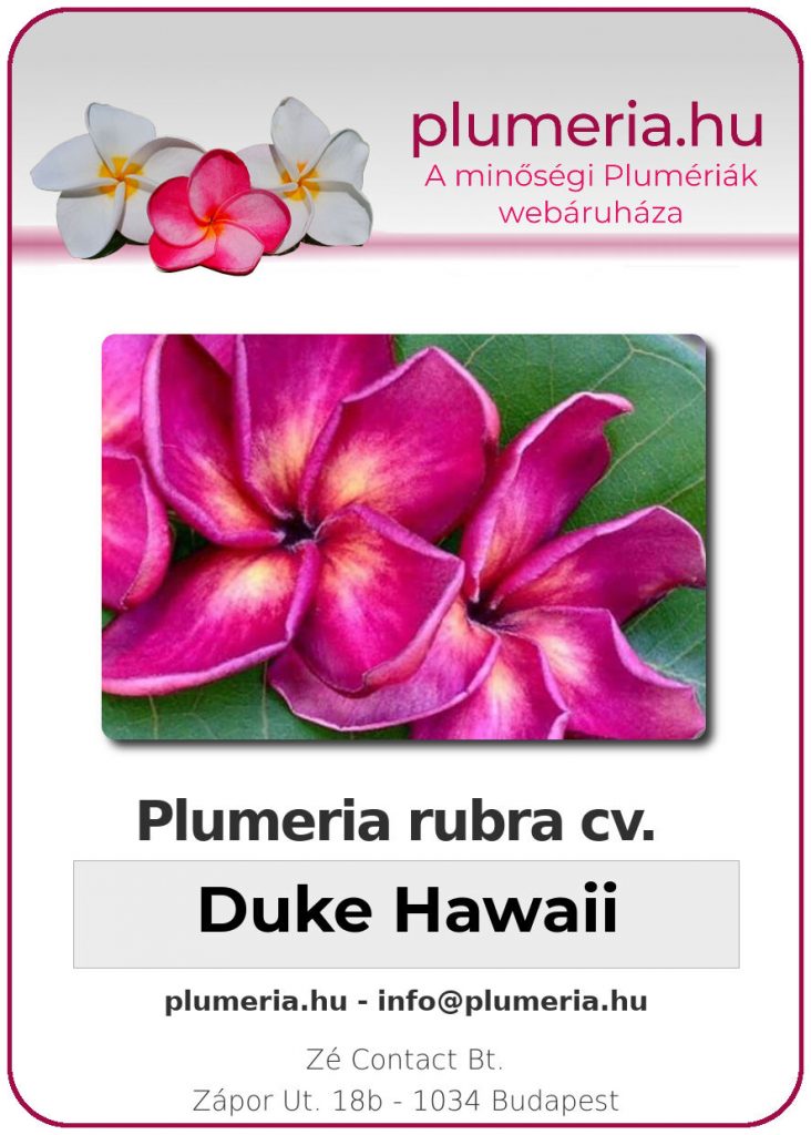 Plumeria rubra "Duke Hawaii"