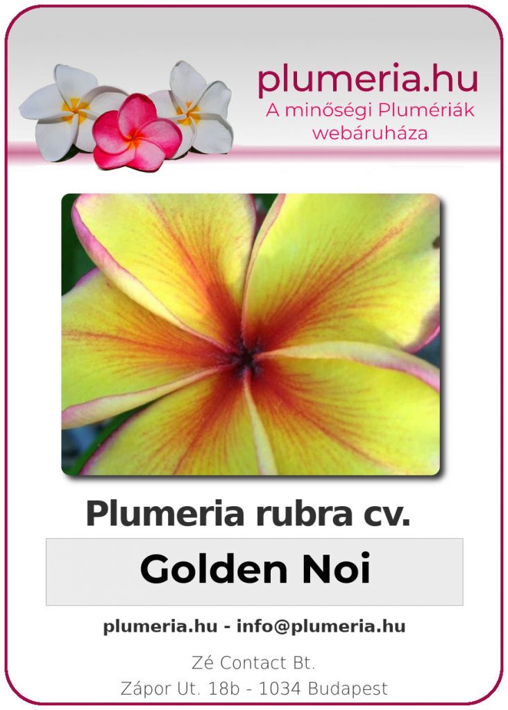 Plumeria rubra "Golden Noi"