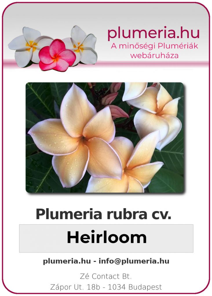 Plumeria rubra "Heirloom"