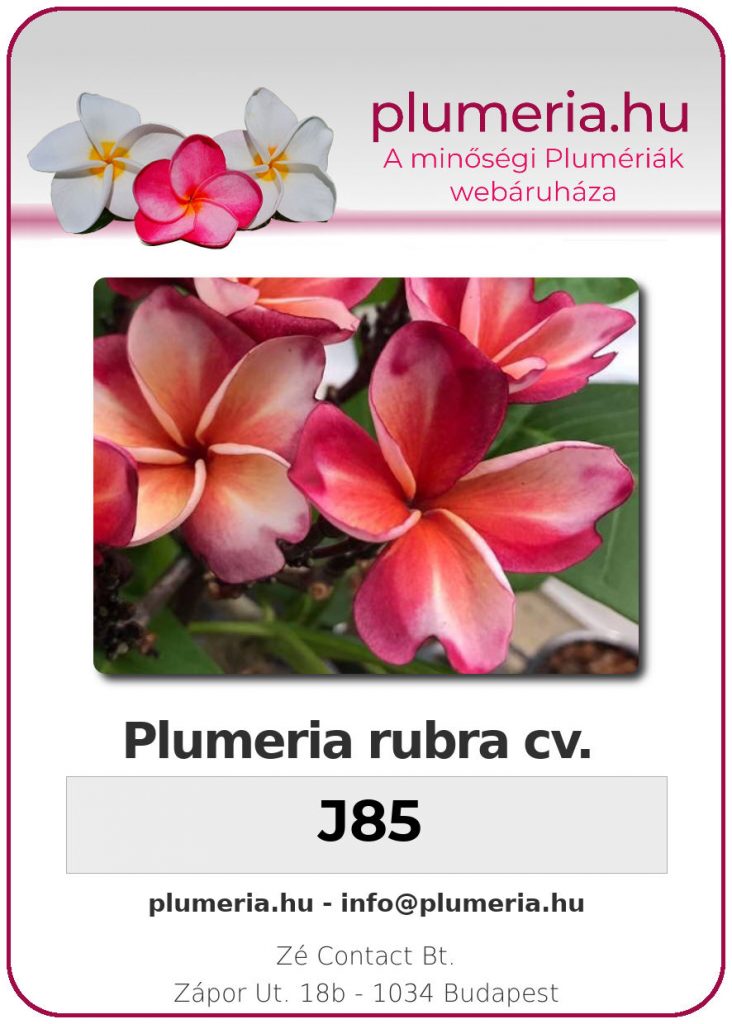 Plumeria rubra "J85"