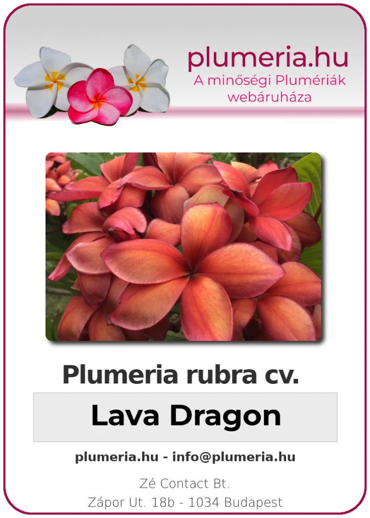 Plumeria rubra "Lava Dragon"