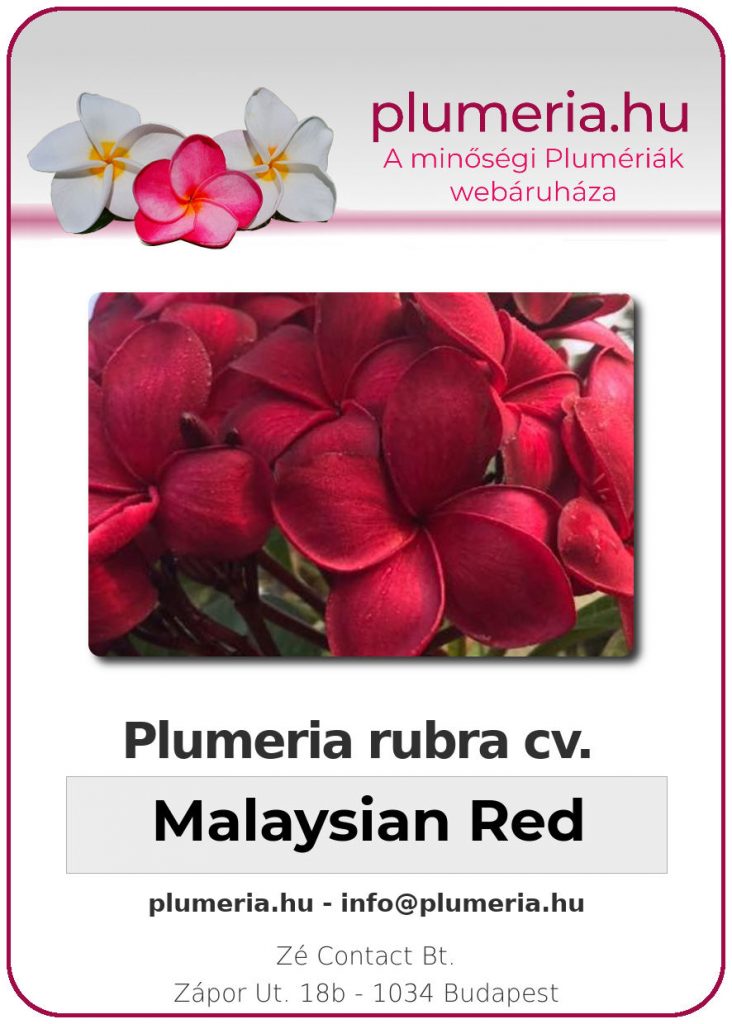 Plumeria rubra "Malaysian Red"