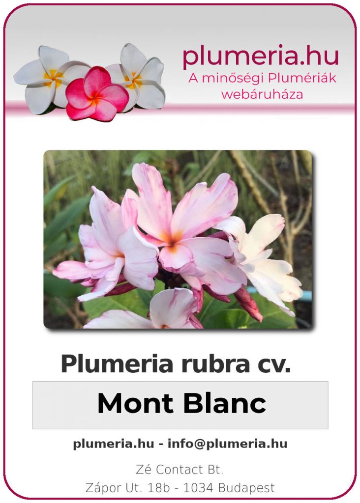 Plumeria rubra "Mont Blanc"