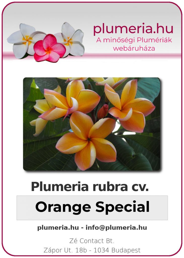 Plumeria rubra "Orange Special"