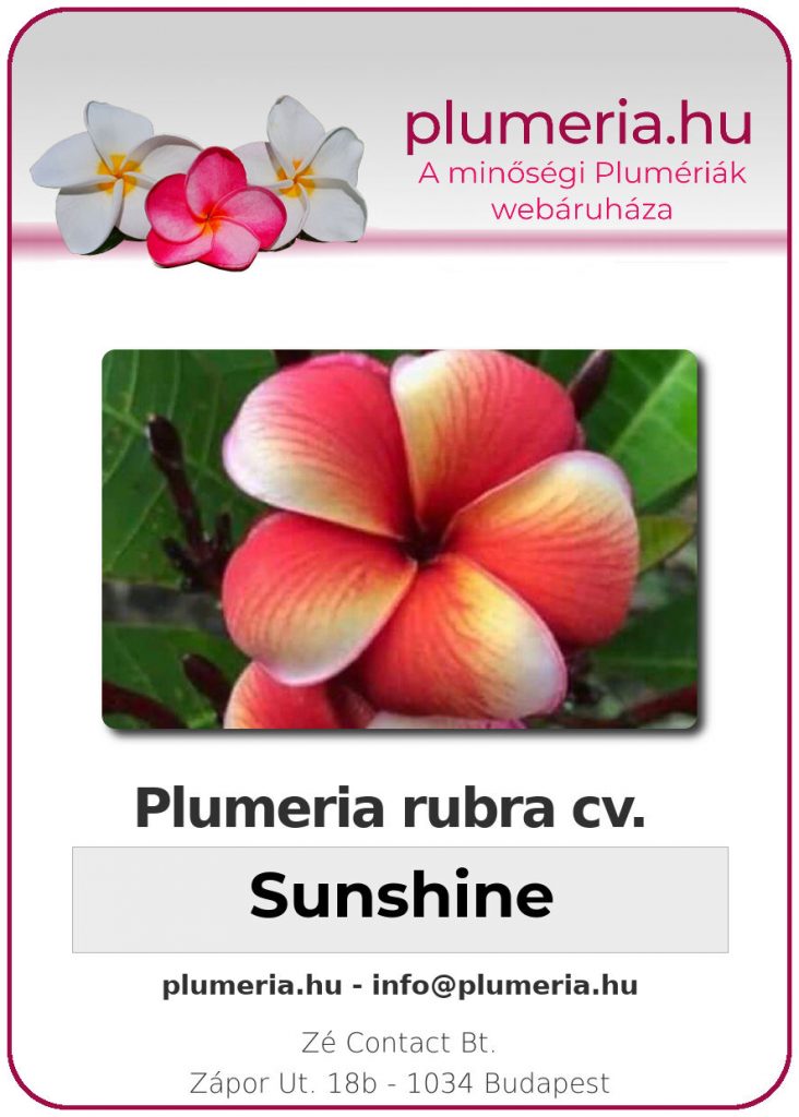 Plumeria rubra "Sunshine"