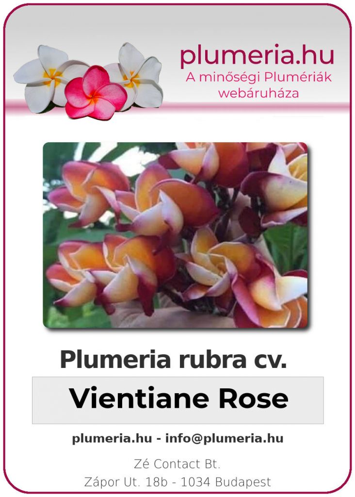 Plumeria rubra "Vientiane Rose"