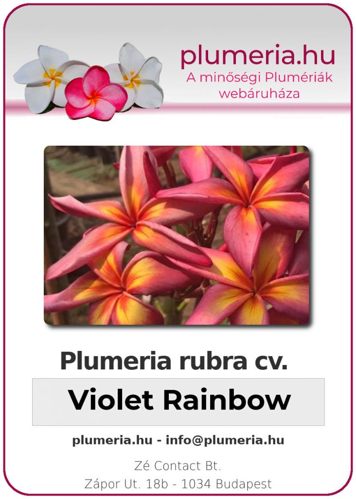 Plumeria rubra "Violet Rainbow"
