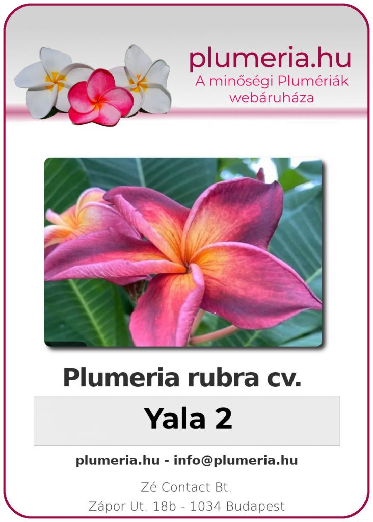 Plumeria rubra "Yala 2"