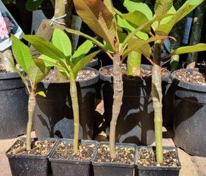 Plumeria rubra Magoncok
