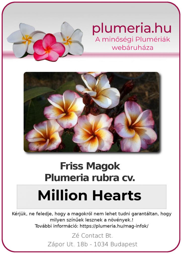 Plumeria rubra "Million Hearts"