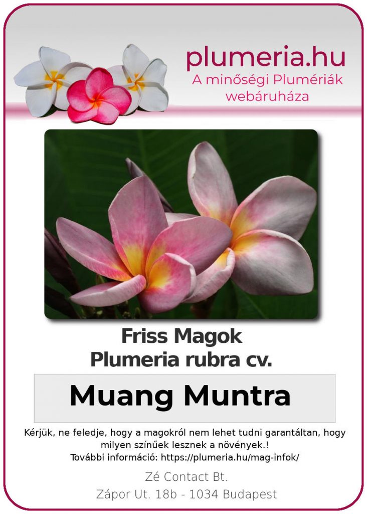 Plumeria rubra "Muang Muntra"