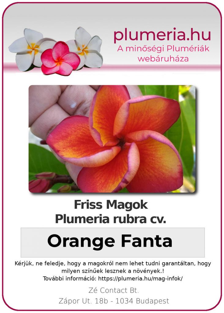 Plumeria rubra "Orange Fanta"