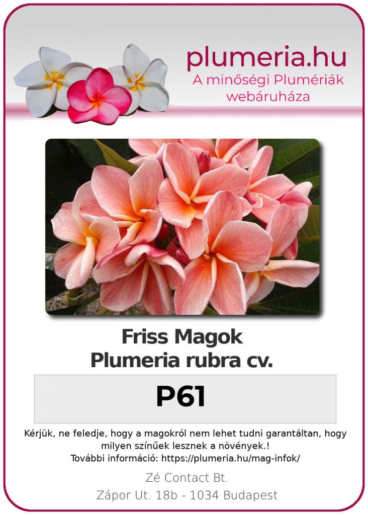 Plumeria rubra "P61"