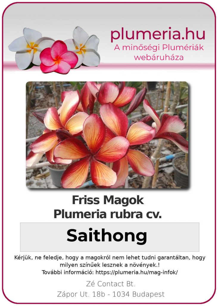 Plumeria rubra "Saithong"