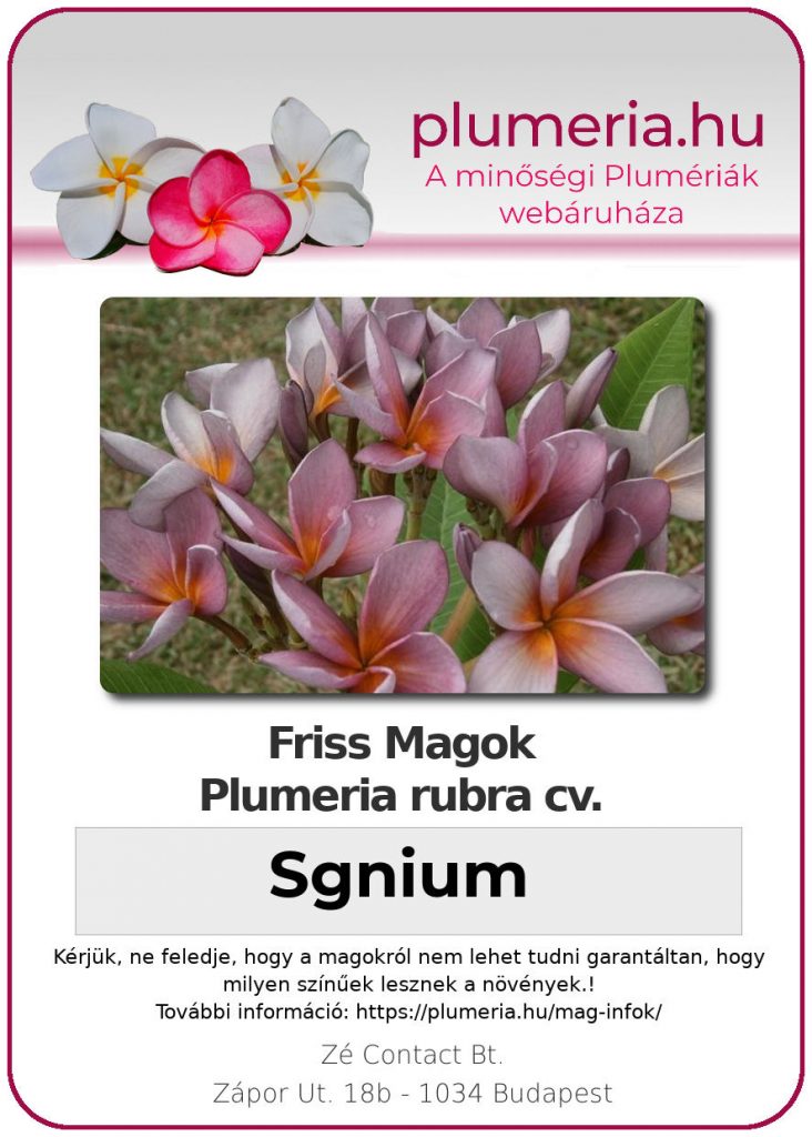 Plumeria rubra "Sgnium"