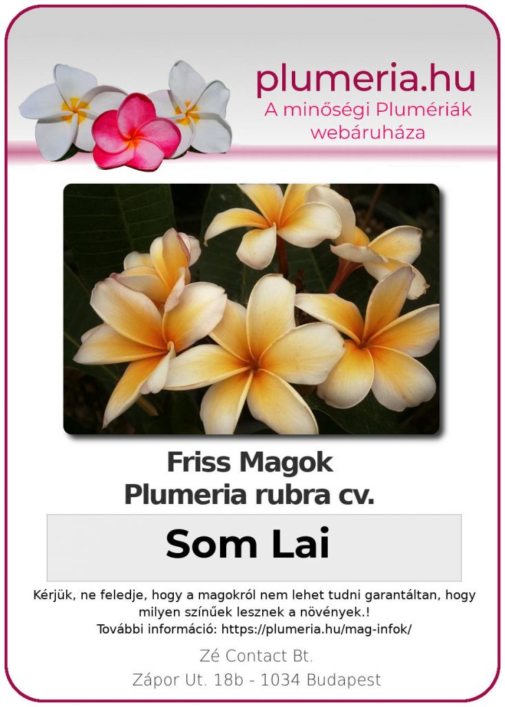 Plumeria rubra "Som Lai"