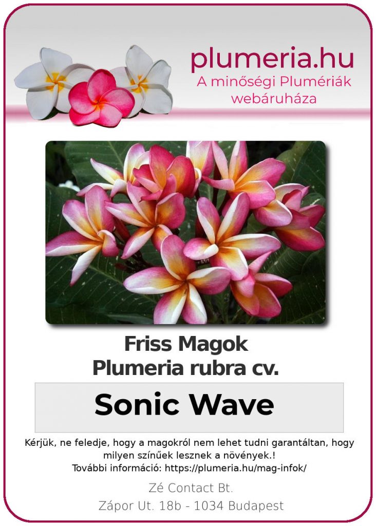 Plumeria rubra "Sonic Wave"