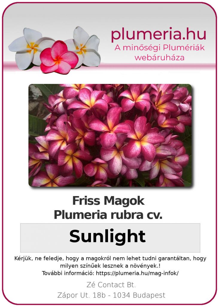 Plumeria rubra "Sunlight"