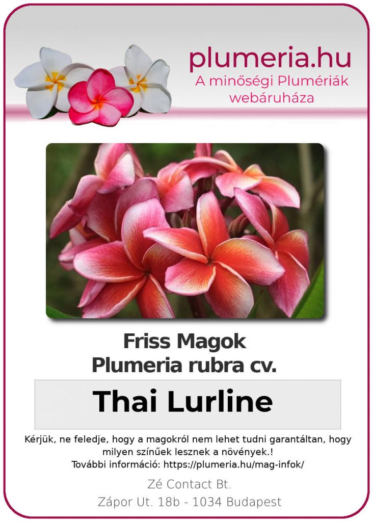 Plumeria rubra "Thai Lurline"